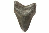 Fossil Megalodon Tooth - Georgia #78078-2
